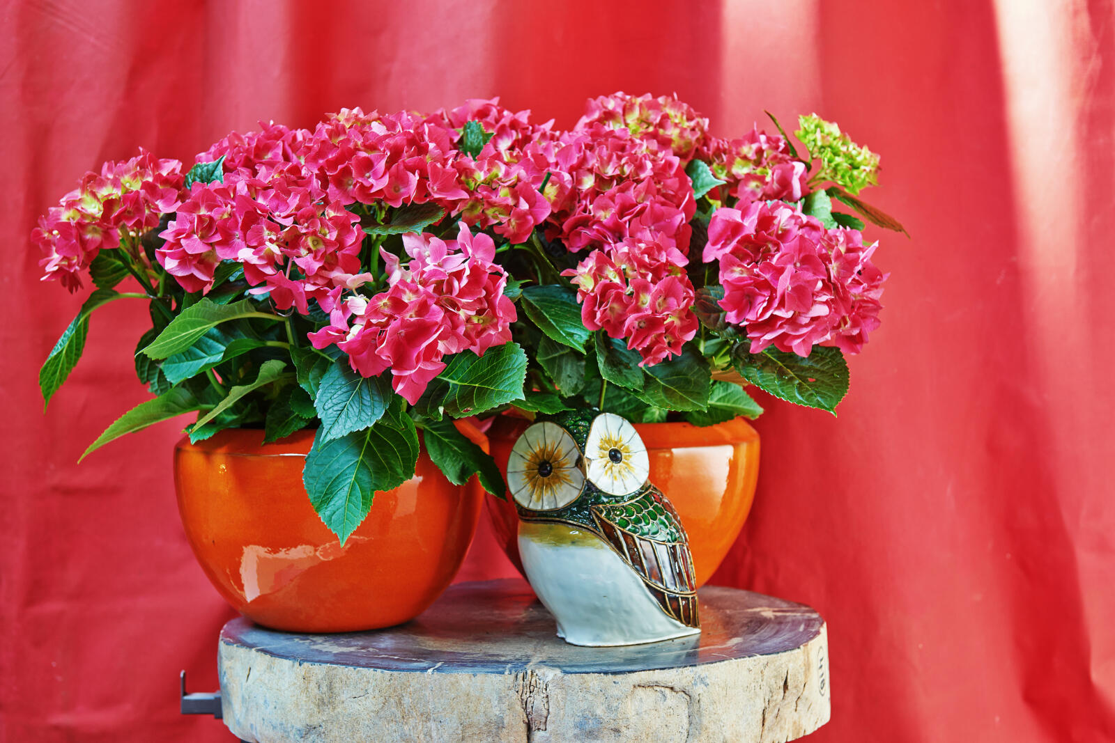 Hortensia stijltip herfst 2026